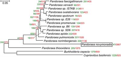 Genome of Ca. Pandoraea novymonadis, an Endosymbiotic Bacterium of the Trypanosomatid Novymonas esmeraldas